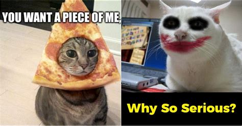 10 Funny Cat Memes That Will Make You Go ROFL