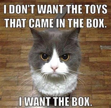 10 Funny Cat Memes That Will Make You Go ROFL