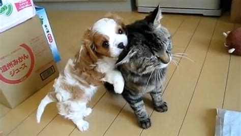 10 of the cutest puppy videos on YouTube | MNN   Mother ...