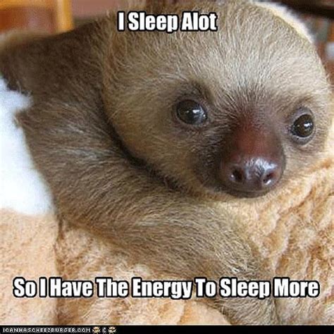 1000+ images about Clean sloth memes on Pinterest | Sloths ...