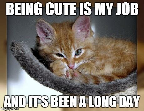 11 cute kitten memes will instantly brighten your day ...