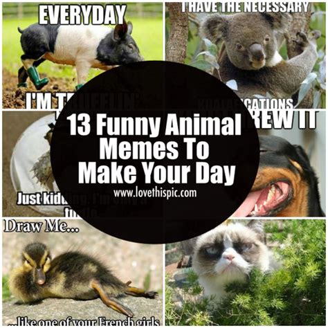 13 Funny Animal Memes To Make Your Day