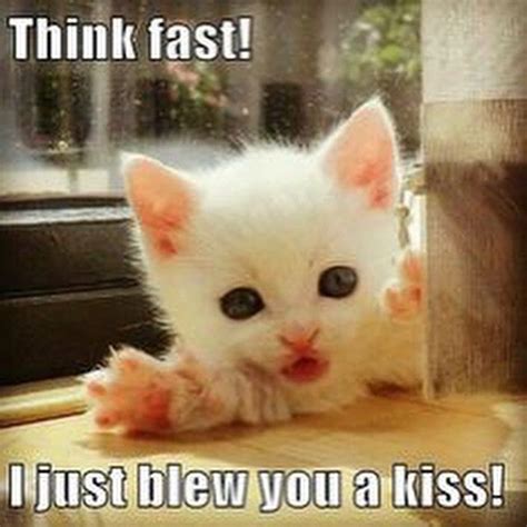 14 best Kittens for Kitty images on Pinterest | Jokes ...