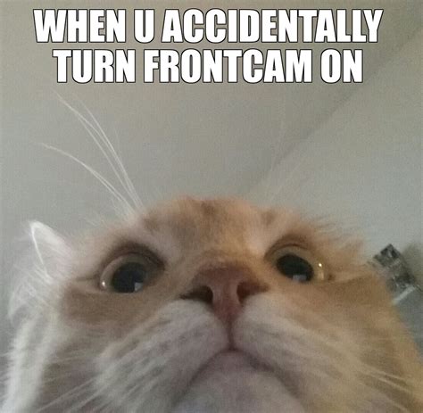 14 of the best cat memes of all time