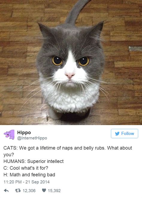 15+ Funny Tweets About Cats | Bored Panda