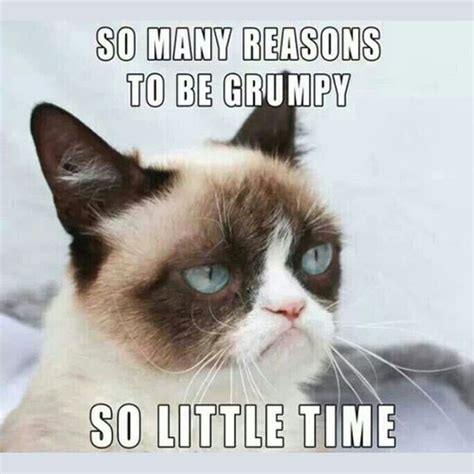 16 of the Best Grumpy Cat Memes   Catster