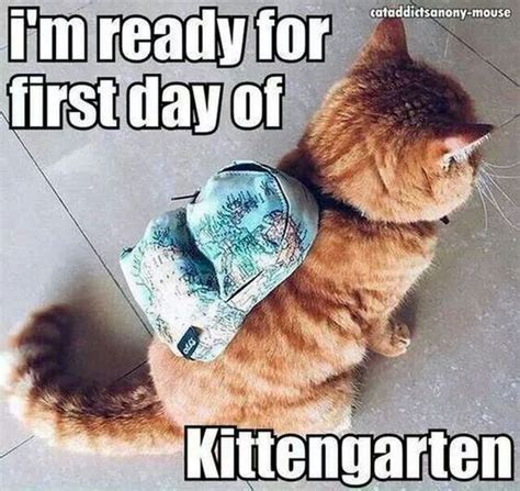 17 Best images about Cat Memes on Pinterest | Cat food ...