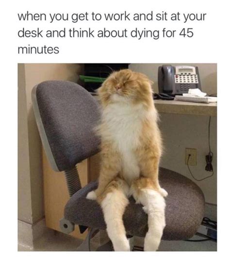 17 Memes That Will Make You Love Cats Even More   BlazePress