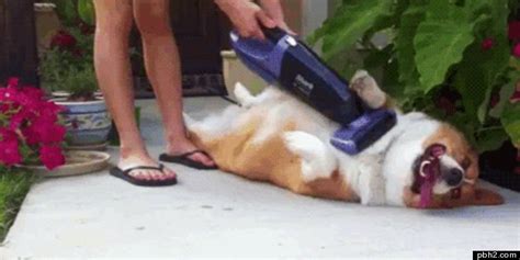 20 Funny Dog GIFs To Brighten Your Day