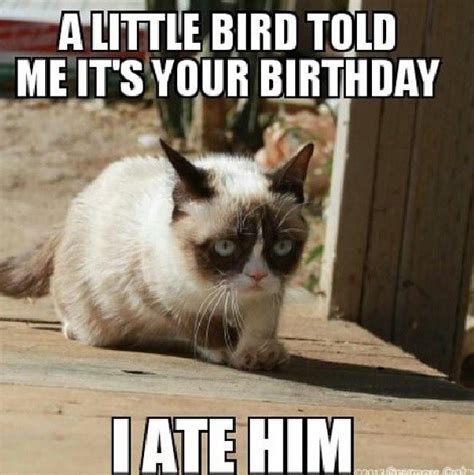 20 Laughable Angry Cat Meme | SayingImages.com