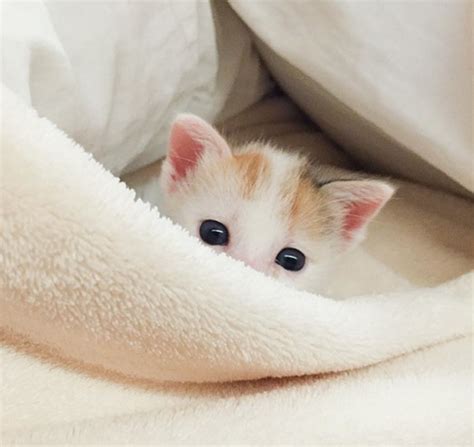 20+ Of The Cutest Kittens Ever | Bored Panda