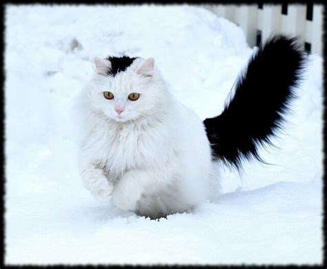 214 best images about Cats In Snow on Pinterest | Snow ...