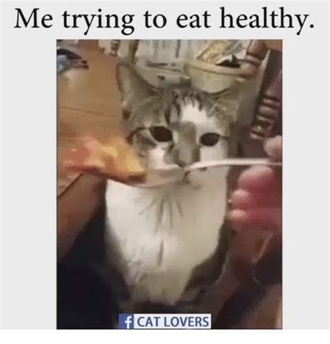 25+ Best Memes About Cat Lover | Cat Lover Memes