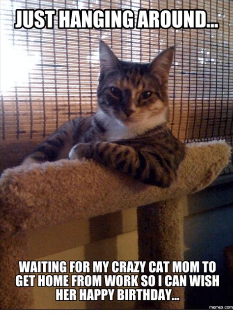 25+ Best Memes About Cat Mom | Cat Mom Memes