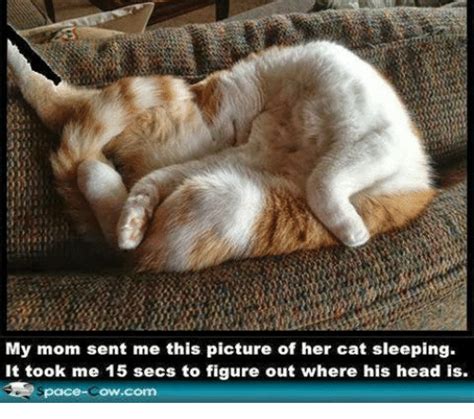 25+ Best Memes About Cats, Grumpy Cat, and Moms | Cats ...