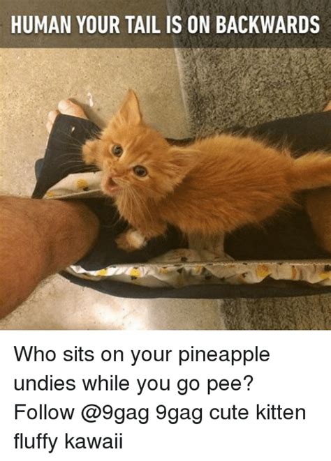 25+ Best Memes About Cute Kitten | Cute Kitten Memes