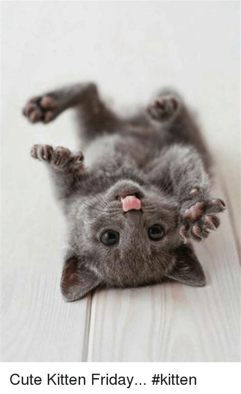 25+ Best Memes About Cute Kitten | Cute Kitten Memes