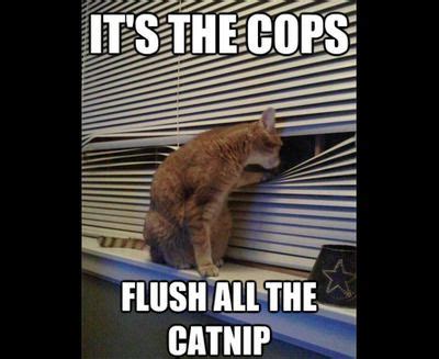 25 Funny Cat Memes To Make You Laugh | Memes, Be cool and Cops
