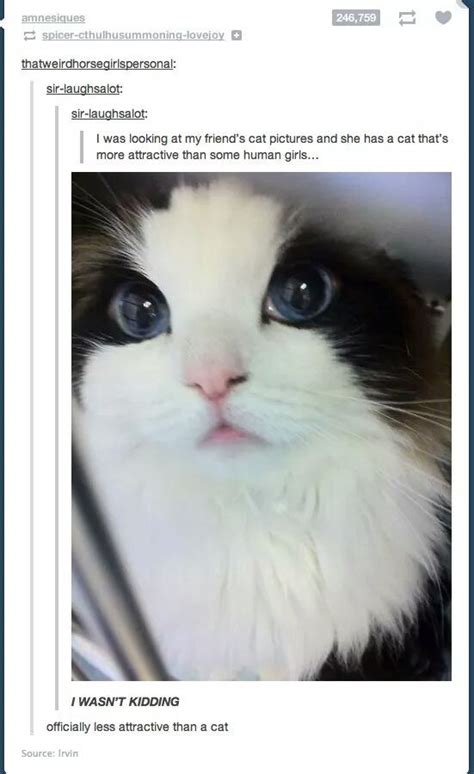 27 Cat Pictures That Are Never Not Funny