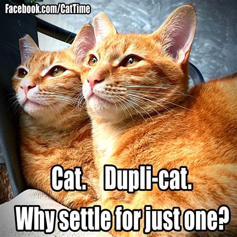 28 Funny, Heartwarming, & Share Worthy Cat Memes [GALLERY ...