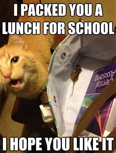 30 Hilarious Cat Memes | Quotes and Humor
