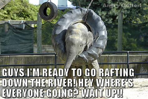 30 Most Funny Elephant Meme Pictures And Photos