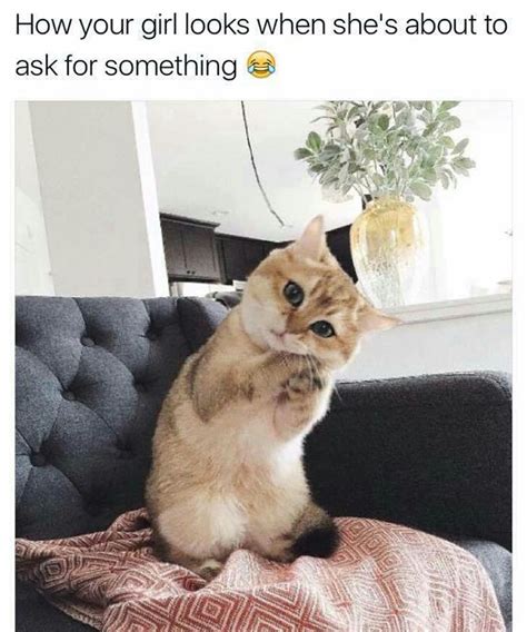 32 Funny Cat Memes That Will Make You Cry Laughing
