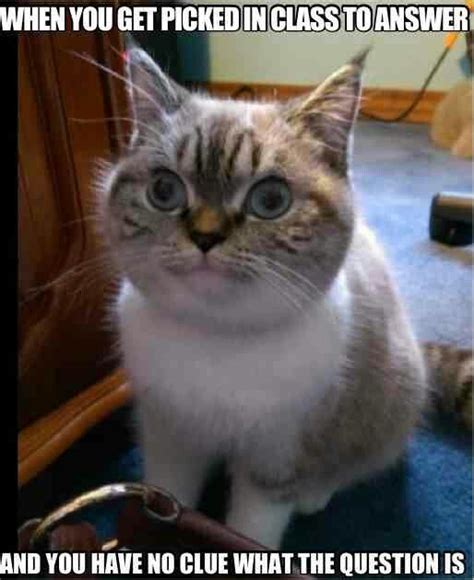 3248 best Cat Memes images on Pinterest | Funny kitties ...