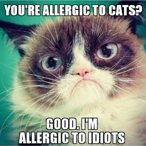 35 Funny Grumpy Cat Memes – Quotes Words Sayings