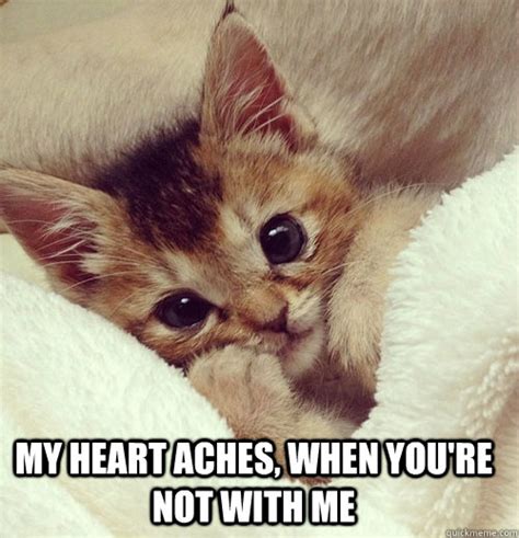 5 Cutest Cat memes ever! – Socially Fabulous & Fabulously ...