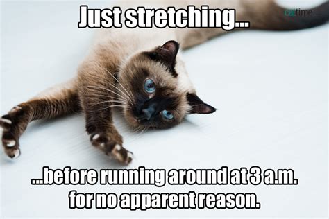 50 Cat Memes: Grab Bag Edition   CatTime