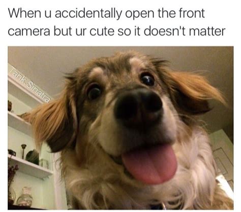 62 Adorable Dog Memes That Will Make You Laugh All Damn ...