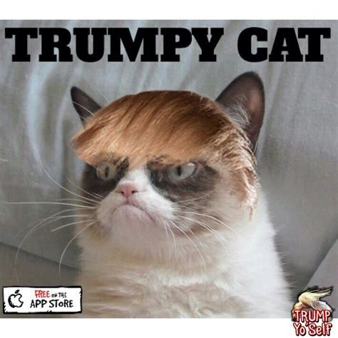 650 best grumpy girl images on Pinterest | Cat memes ...
