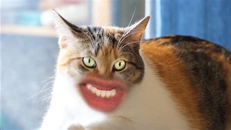A Ridiculous Video Featuring Cats With Human Mouths ...