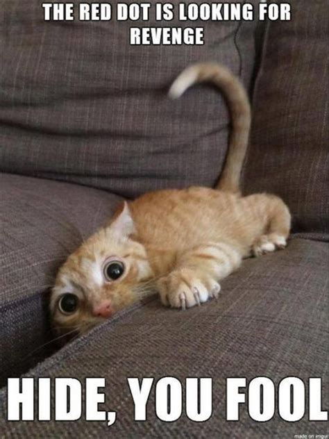 Best 30 Cat Memes   Cutest Cats
