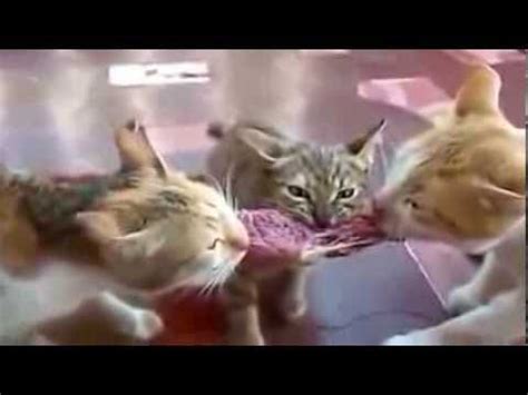 Best Funny Animal Videos Ever!! Funny Cat Videos ...