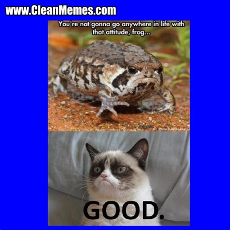 Best Funny Cat Videos The Funniest Cat Videos Cat Memes ...