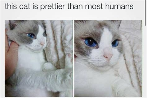 blue eyed beauty, cat, funny, lol, lol so true, pretty ...