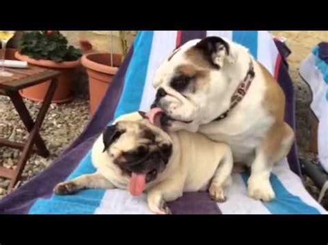 Bulldog Helps to Clean her Pug Friend!   Funny Pug Videos ...