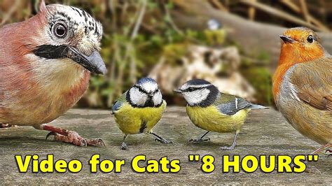 Cat Entertainment Videos : Video for Cats To Watch Birds ...