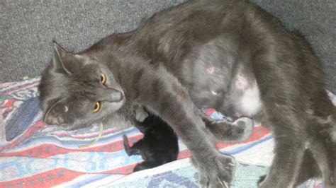Cat Giving Birth to Kittens   YouTube