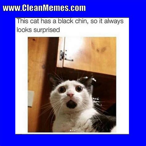 Cat Memes | Clean Memes – The Best The Most Online