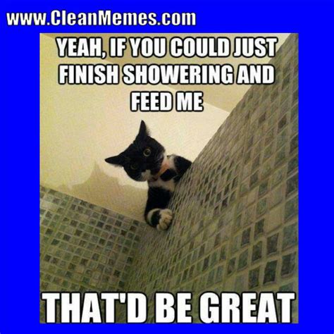 Cat Memes | Clean Memes – The Best The Most Online