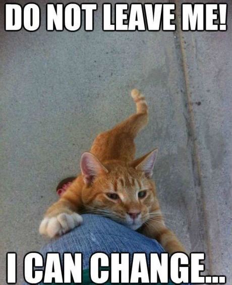 Cat Memes   Happy Birthday Cat Memes   Funny Cat Memes ...