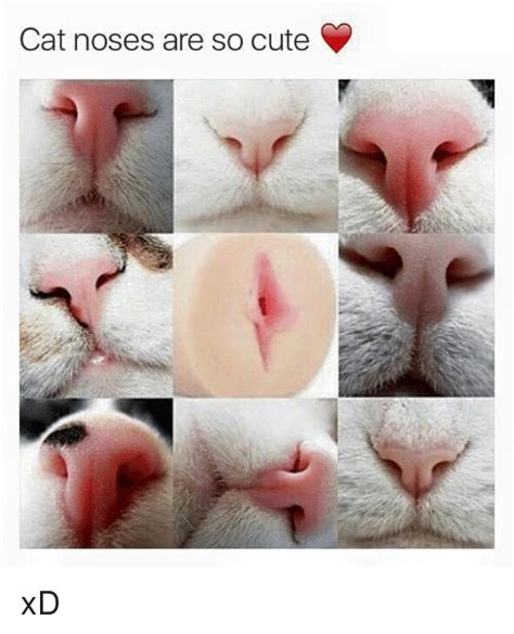 Cat Noses Are So Cute xD | Cats Meme on SIZZLE