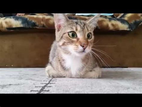 Cat Reacts to Watching Horror Movie