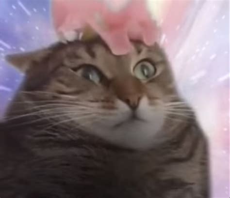 Cat Transcendence *DANK MEME*   YouTube