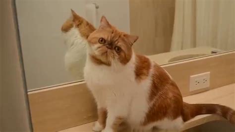 Cat video: funny flat face cat/exotic shorthair cat ...