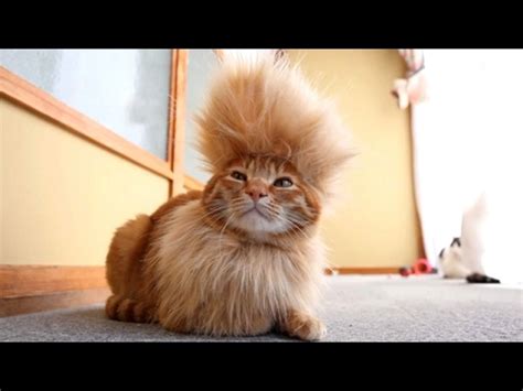 CATS you will remember and LAUGH all day!   World s ...