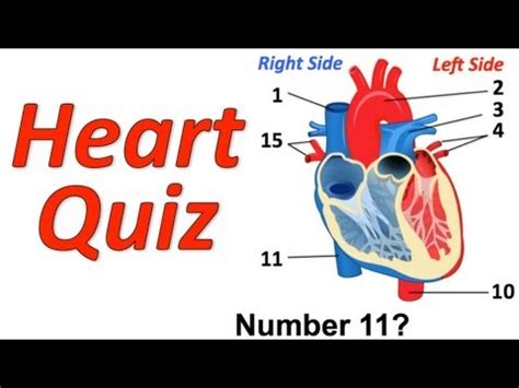 Circulatory System Musical Quiz  Heart Quiz  / ViewPure